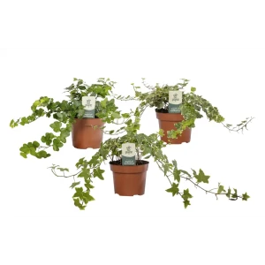 Santreyd Хедера микс — вечнозеленый плющ для интерьера 89379928