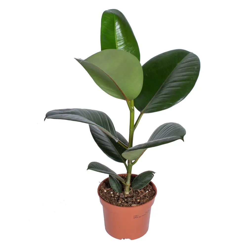 Фикус Эластика Santreyd — изящное комнатное растение для уютного интерьера 85324846 STLM-0061459 - Вид №1