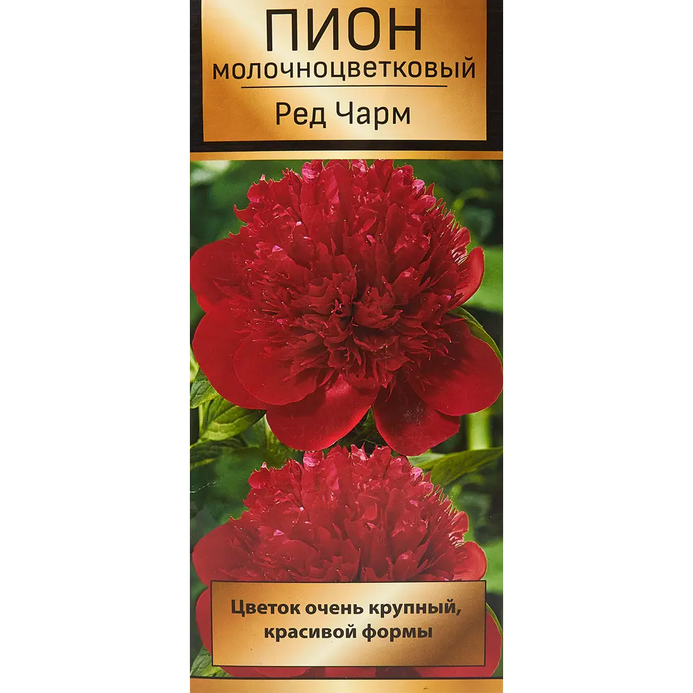 Пион молочноцветковый травянистый Ред Чарм 85205659 STLM-2149045 ПОИСК 