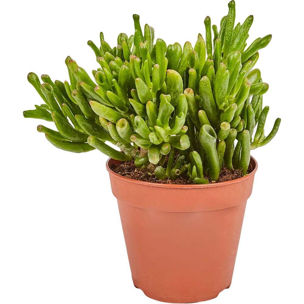 Santreyd Крассула - живой талисман благополучия в вашем интерьере 82914940 STLM-0037928