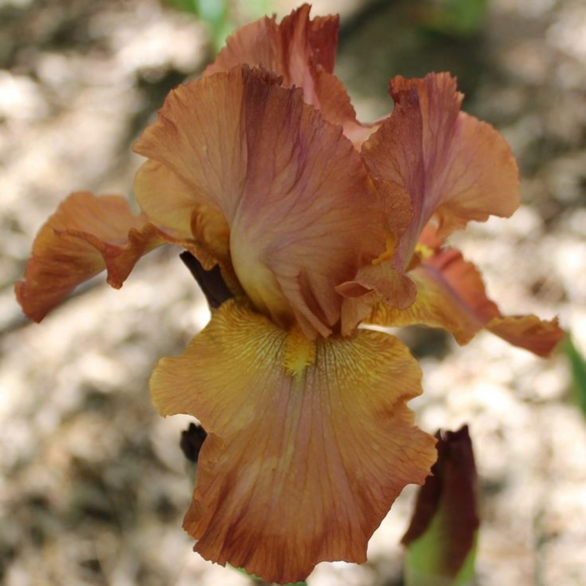 81954812 Ирис германский С1 «Бронз» Santreyd  - Вид №2