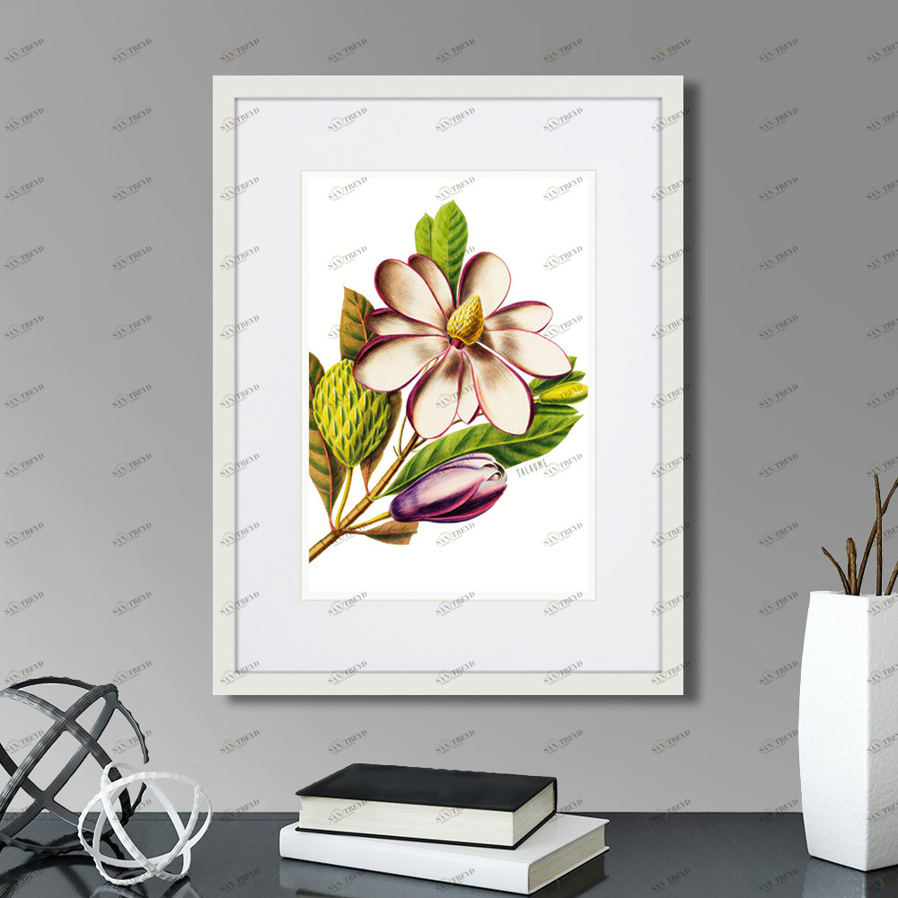 Картина: Caribian Flora Purple Magnolia, 1740г. КАРТИНЫ В КВАРТИРУ  264446 Разноцветный 