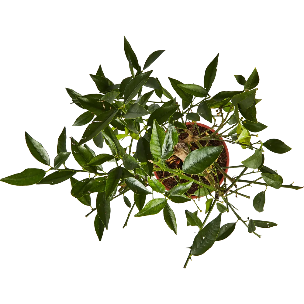 Santreyd Цитрус микс - комнатное цитрусовое дерево с плодами 86720719 STLM-0070946 - Вид №2