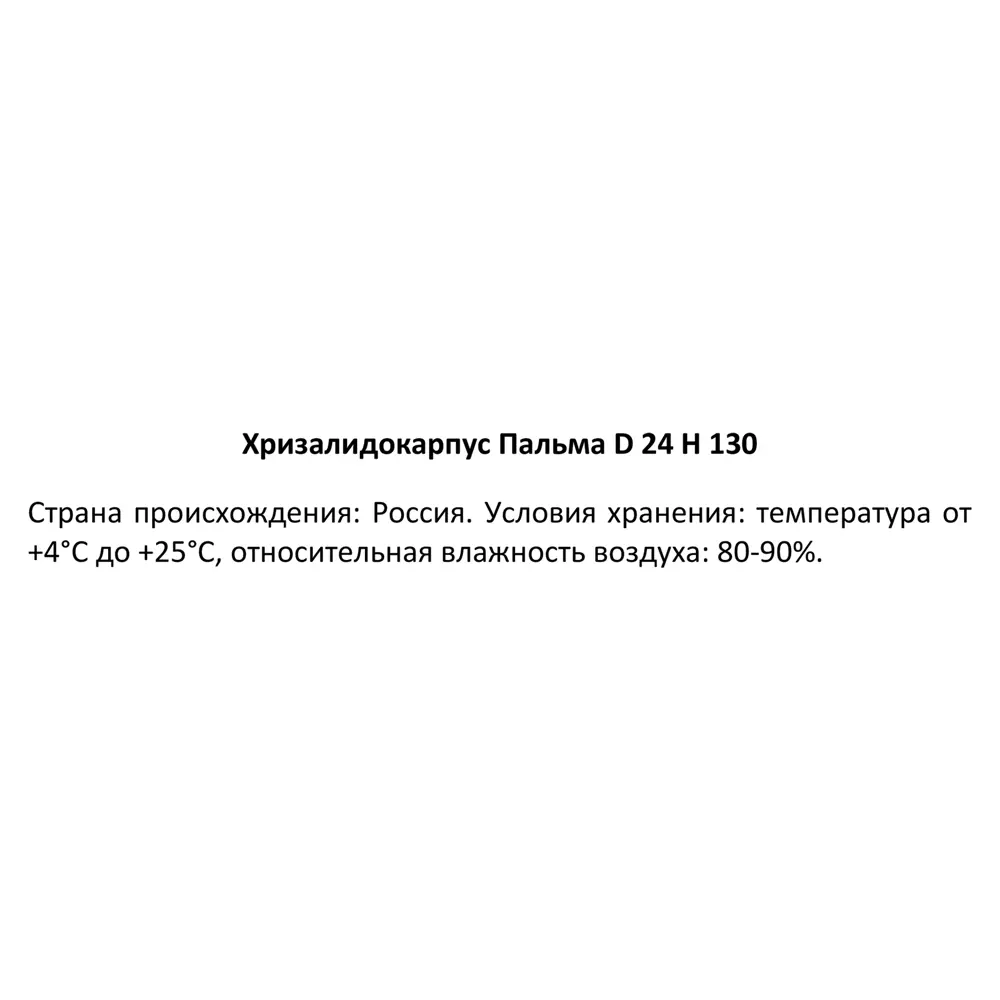 Хризалидокарпус пальма ø24 h130 см 85324858 STLM-2159847 Santreyd  - Вид №2