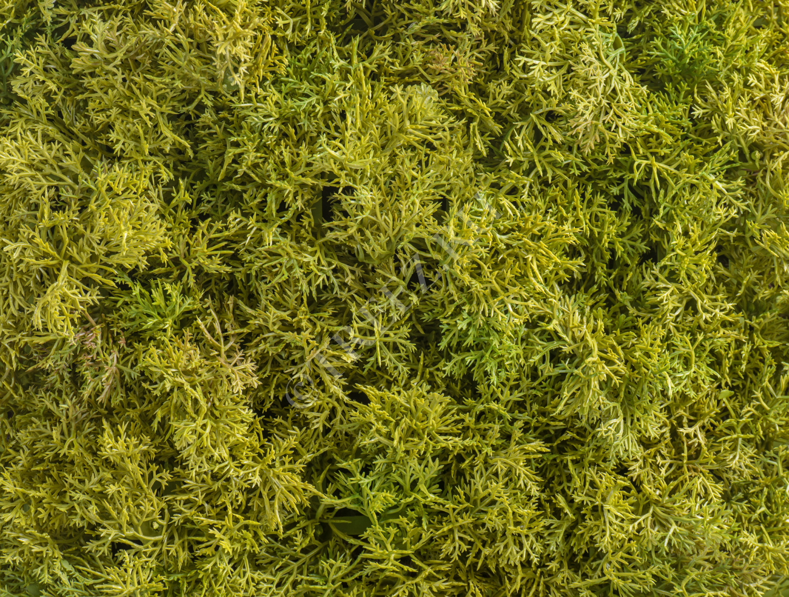 20.072028LG-S Мох Ягель светло-зелёный микс (коврик) Цветочная коллекция  - Вид №1