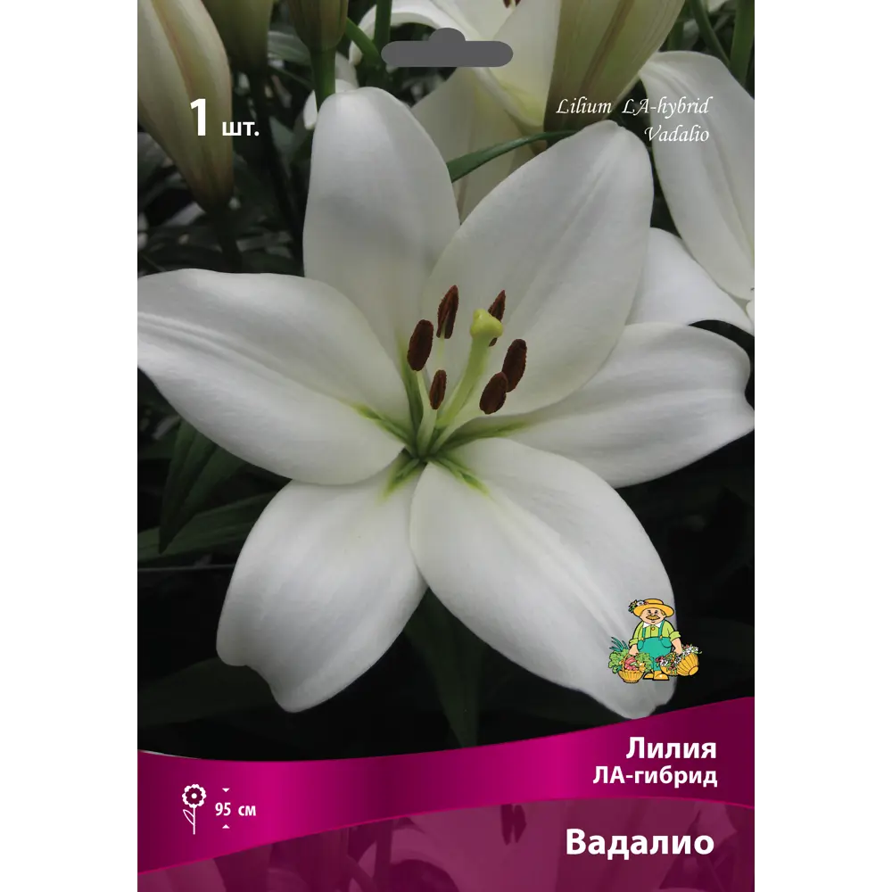 Лилия ЛА-гибрид Вадалио - луковица 16/18 с белоснежными цветами 83597422 Santreyd STLM-1580496