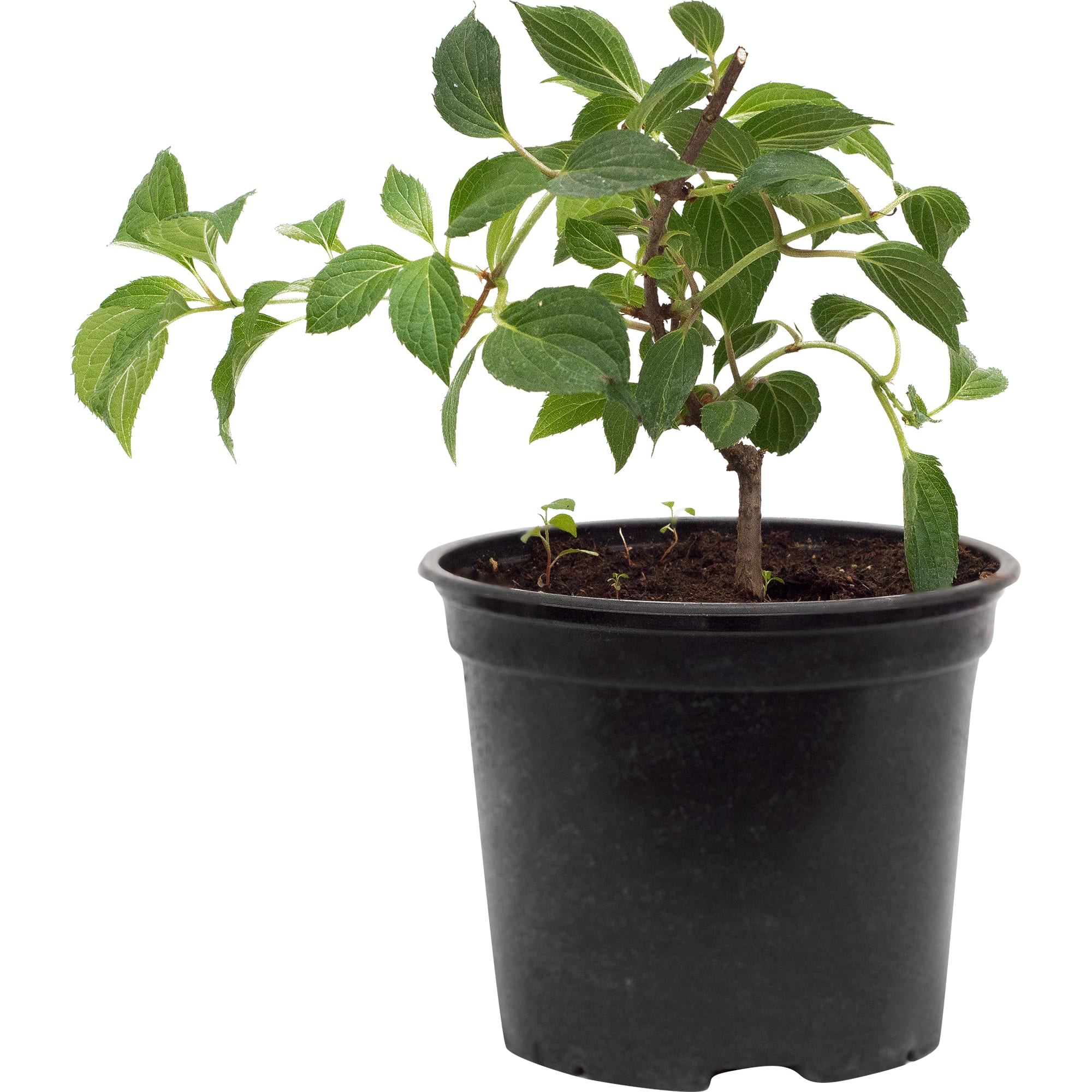 18016123 Гортензия Кьюшу метельчатая Santreyd 