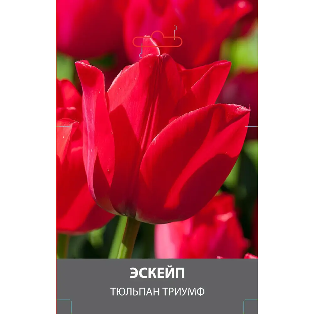 Тюльпан Триумф Эскейп луковицы 10/11 89432982 STLM-2065981 Santreyd 
