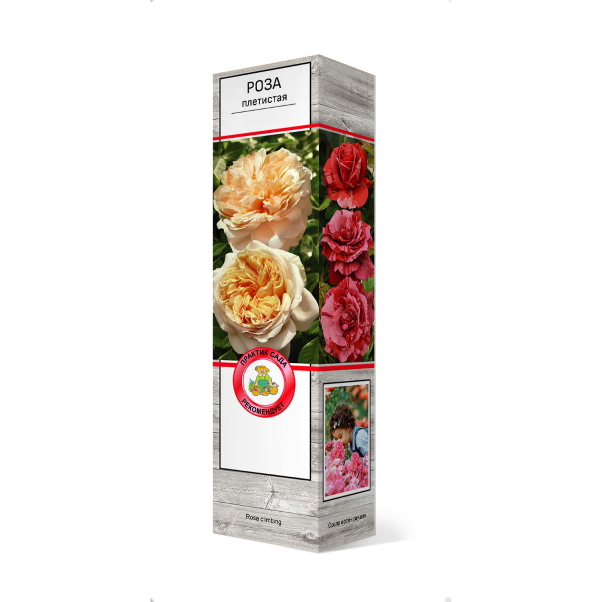 83786661 Роза плетистая в ассортименте h37 см Santreyd 