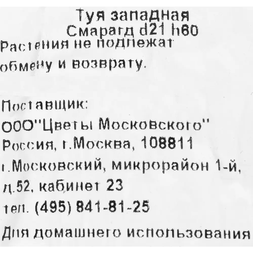 Туя западная «Смарагд» 2.5 л h60 см 82219053 STLM-2083678 Santreyd  - Вид №2
