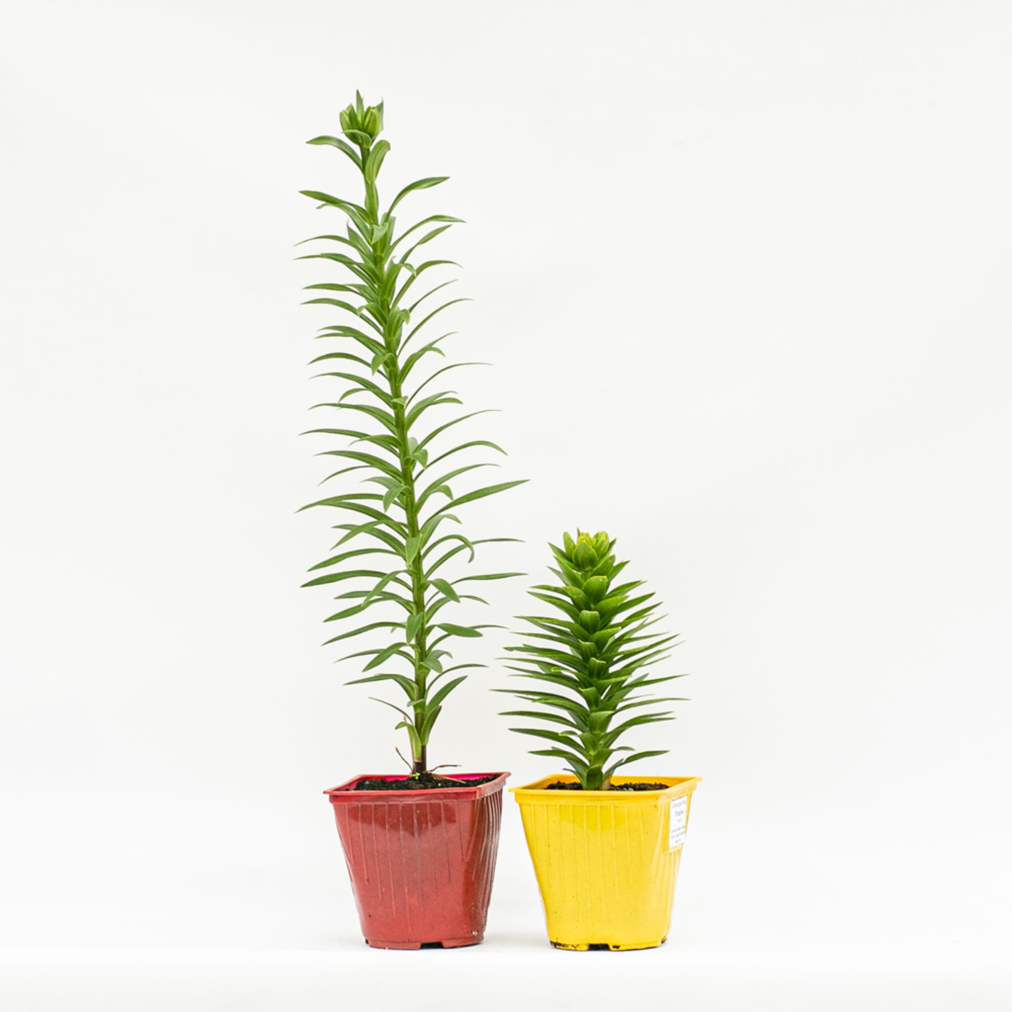 89189585 Лилия азиатская ø15 h50 см Santreyd 