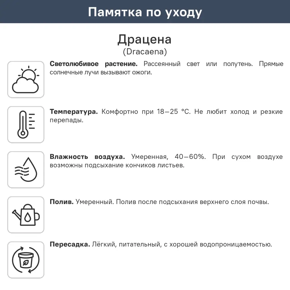 Драцена Фрагранс Джанетта Крейг ø21 h100 см 89390285 STLM-2181158 Santreyd  - Вид №1