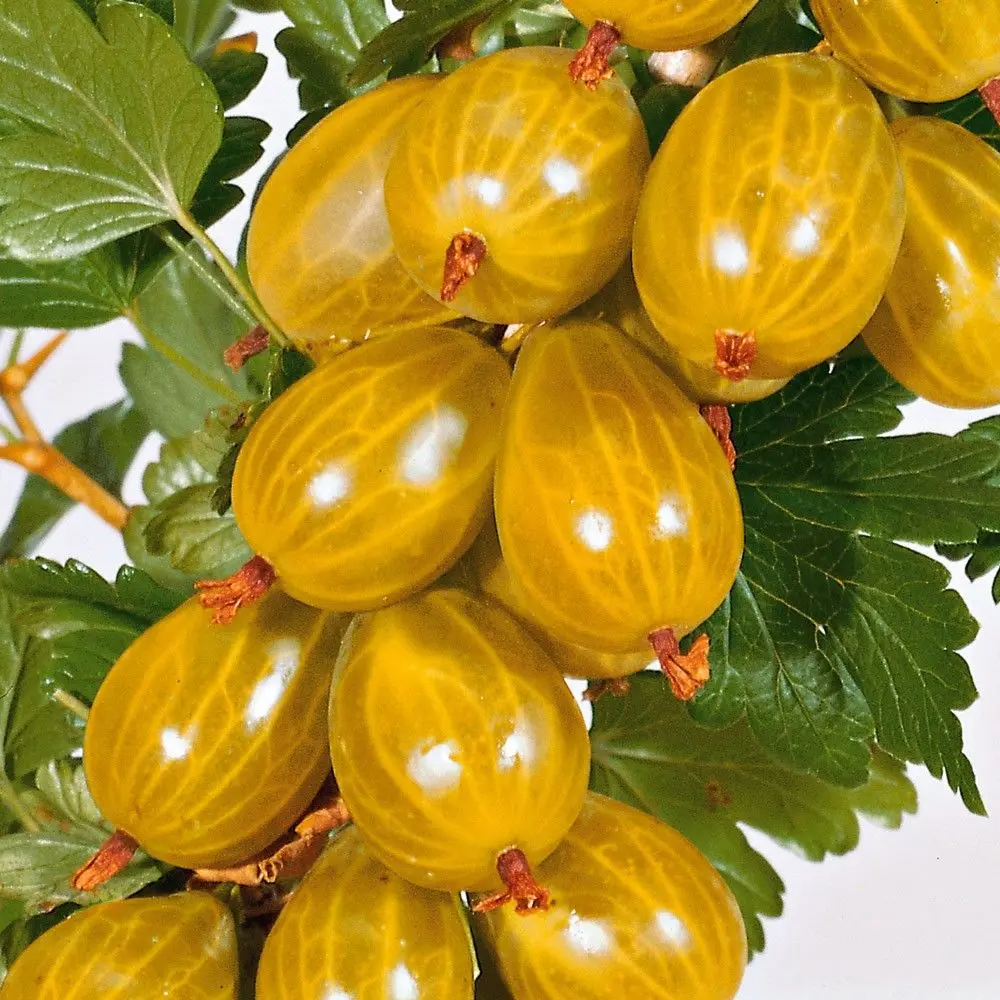 Крыжовник обыкновенный Русский желтый 89465444 STLM-2065161 PLANTMARKET 
