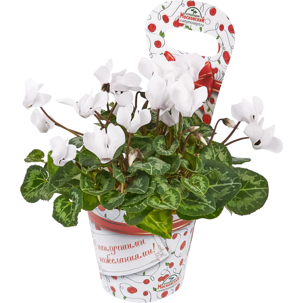 Цикламен Santreyd — изящный многолетник с серебристой листвой 18438828 STLM-0010786