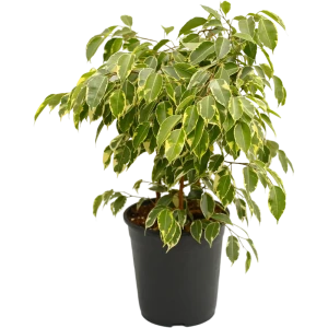 Фикус Бенджамена Santreyd с пестрой листвой в горшке 21×45 см 88876071