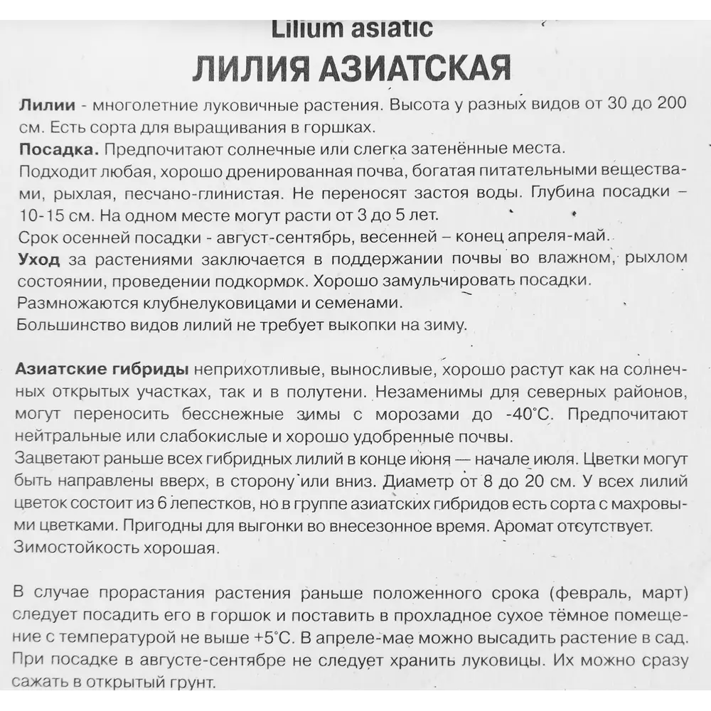 Лилия азиатская Кансепшн 1 шт. 83588524 STLM-2145073 Santreyd  - Вид №2