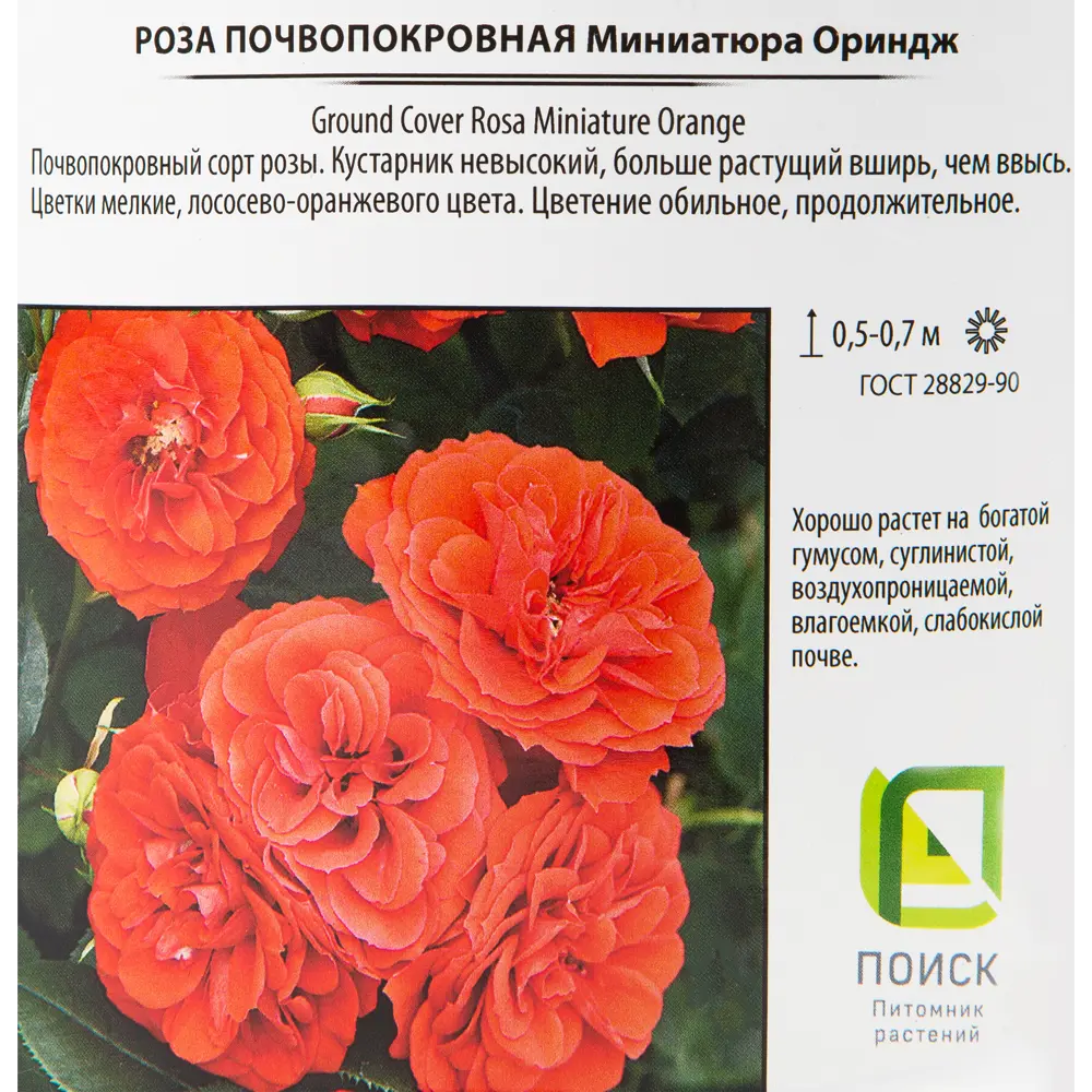 Роза почвопокровная «Миниатюра Ориндж», 3.5 л 18474896 STLM-2089407 Santreyd  - Вид №1