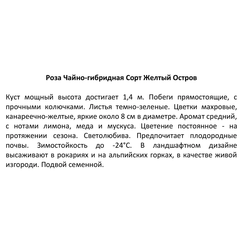 Роза чайно-гибридная Желтый остров ø20 h40 см 85589163 STLM-2134654 Santreyd  - Вид №3