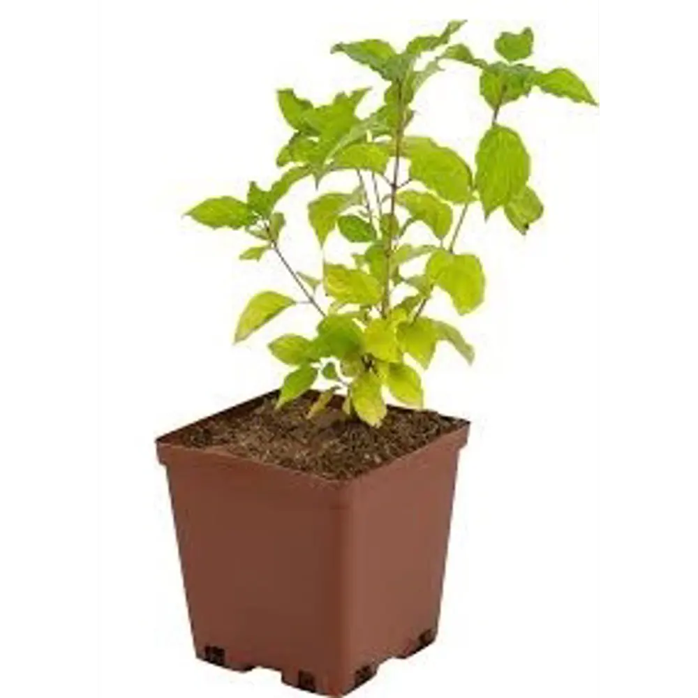 Дерен кроваво-красный ø19 h40 см PLANTMARKET STLM-2119344 - Вид №1