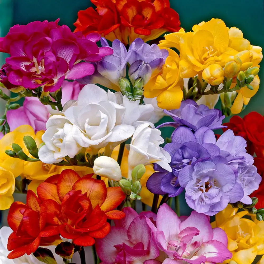 Фрезия «Double Mixed» 12159596 STLM-2165962 GEOLIA 