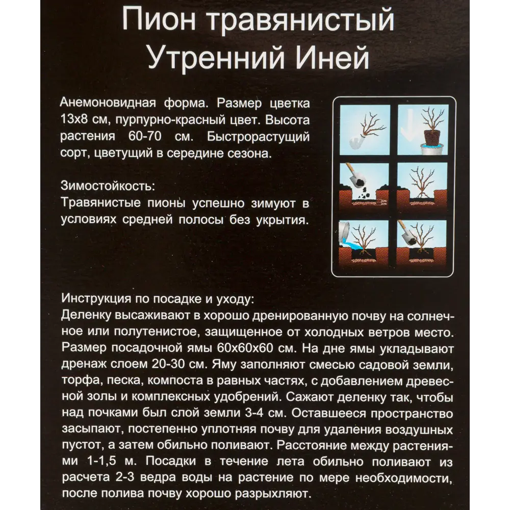 Пион травянистый Утренний иней, в тубе 13932405 STLM-2073477 Santreyd  - Вид №2