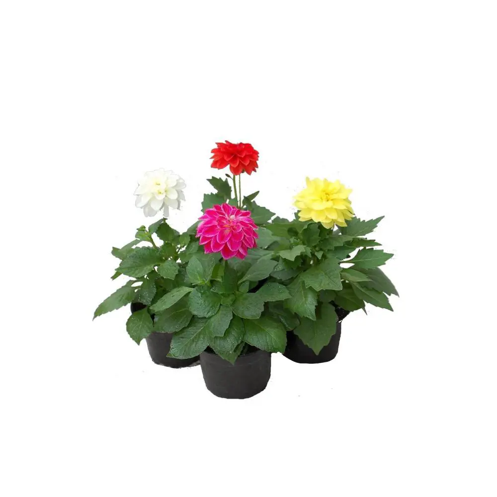 Георгина микс ø9 h10 см 89421603 STLM-2105253 Santreyd 