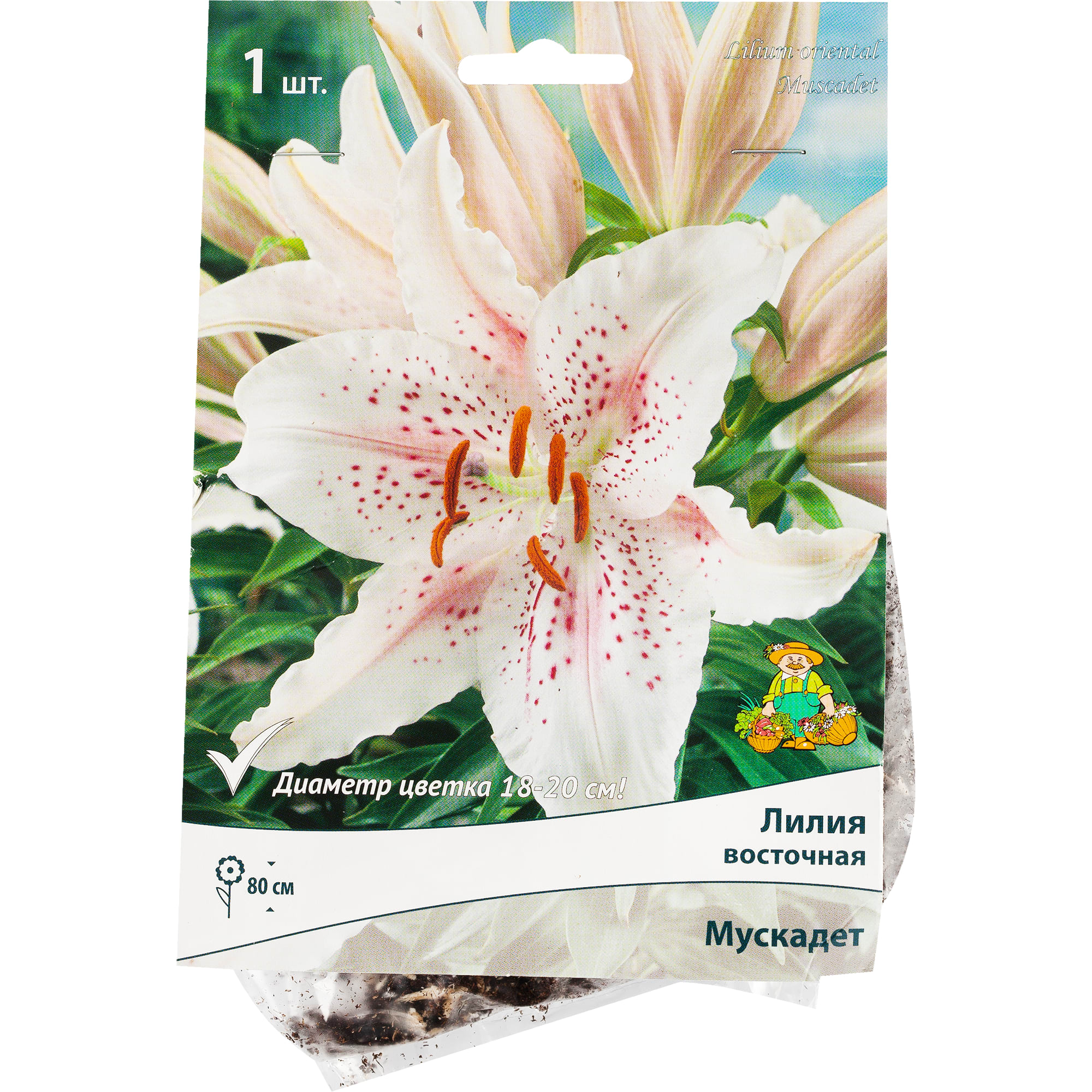 82118716 Лилии восточные «Мускадет», размер луковицы 14/16, 1 шт Santreyd 