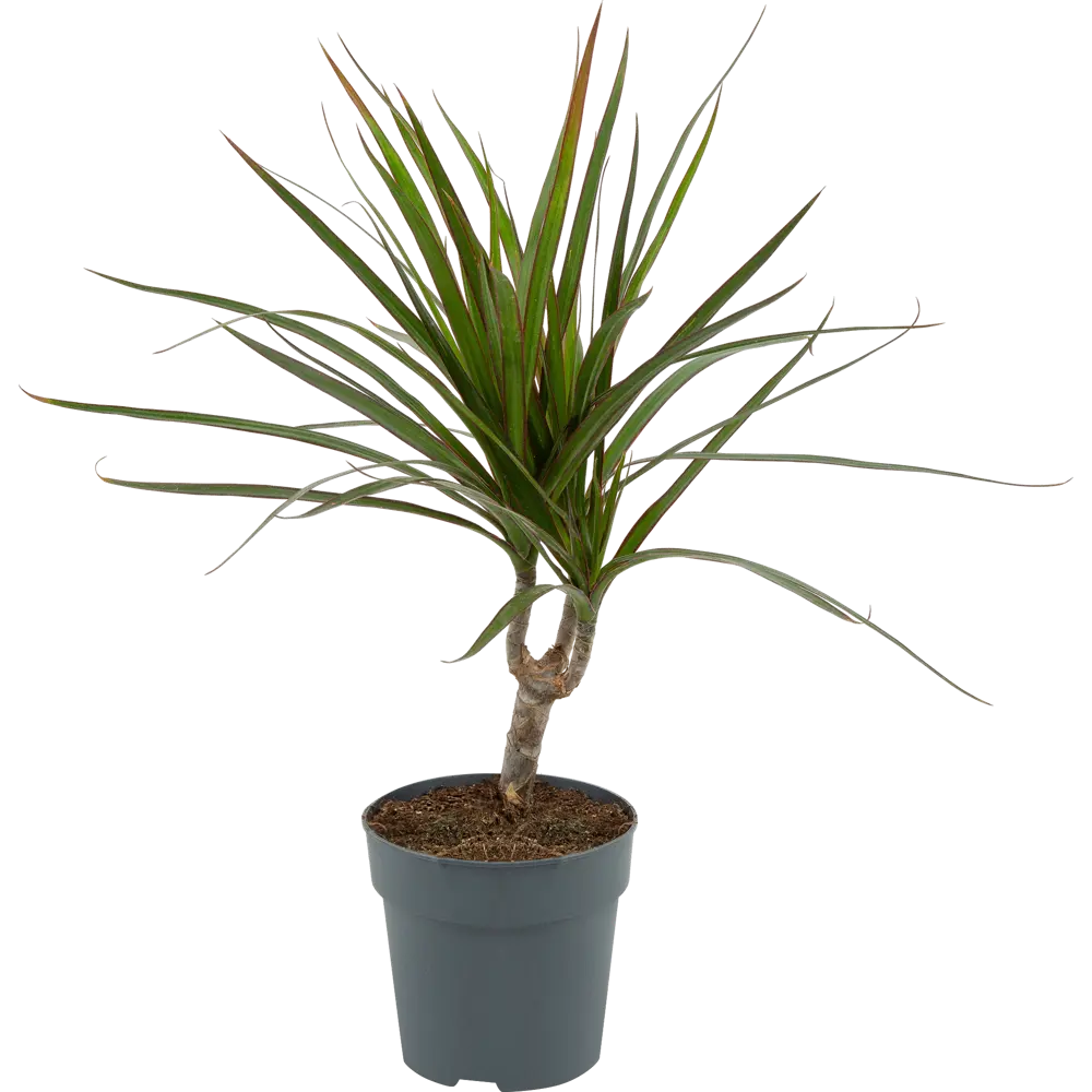 Santreyd Драцена маргината — элегантное комнатное растение с воздухоочищающими свойствами 82578921 STLM-0030479