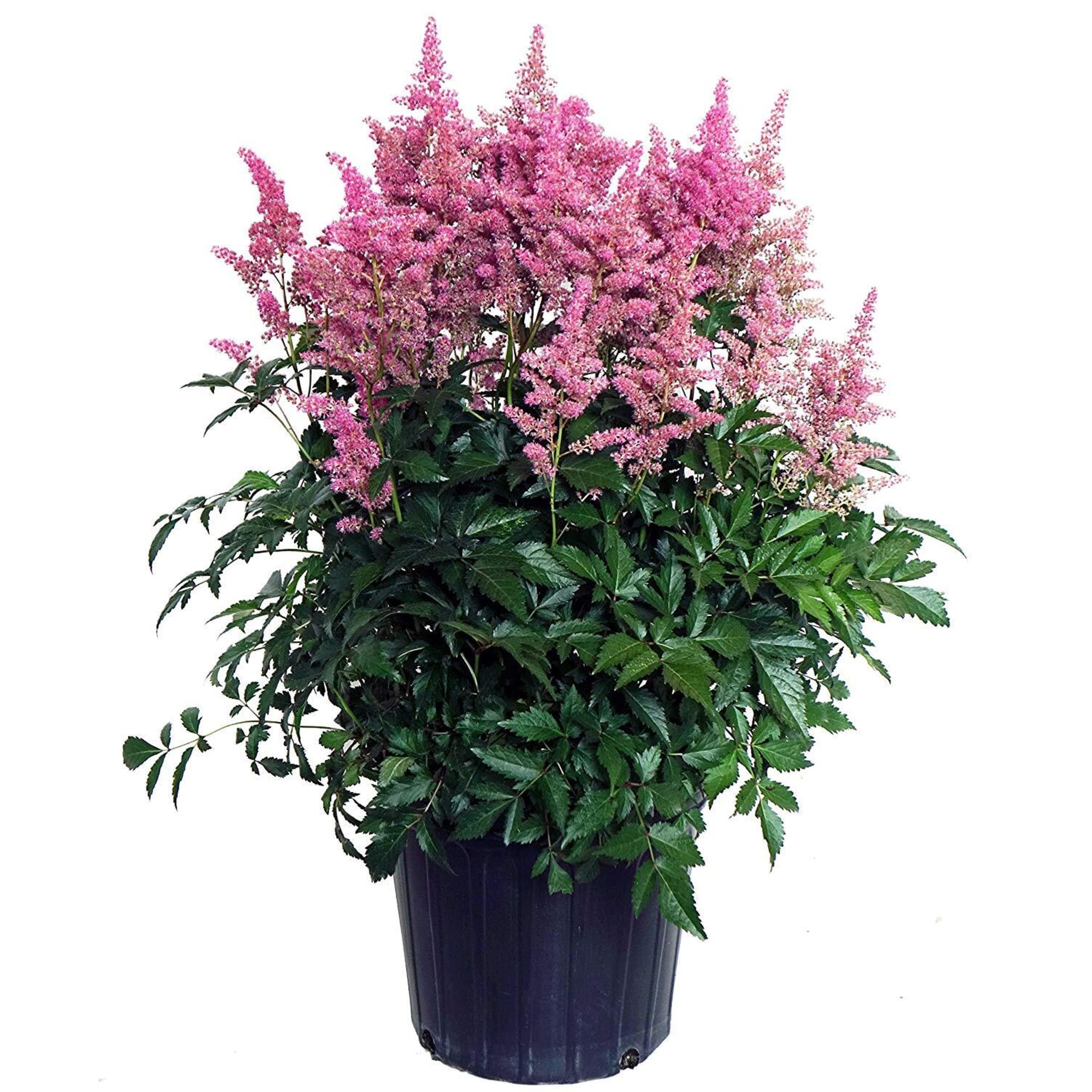 82585321 Астильба Арендса «Сестер Тереза» 15x20 см Santreyd  - Вид №2