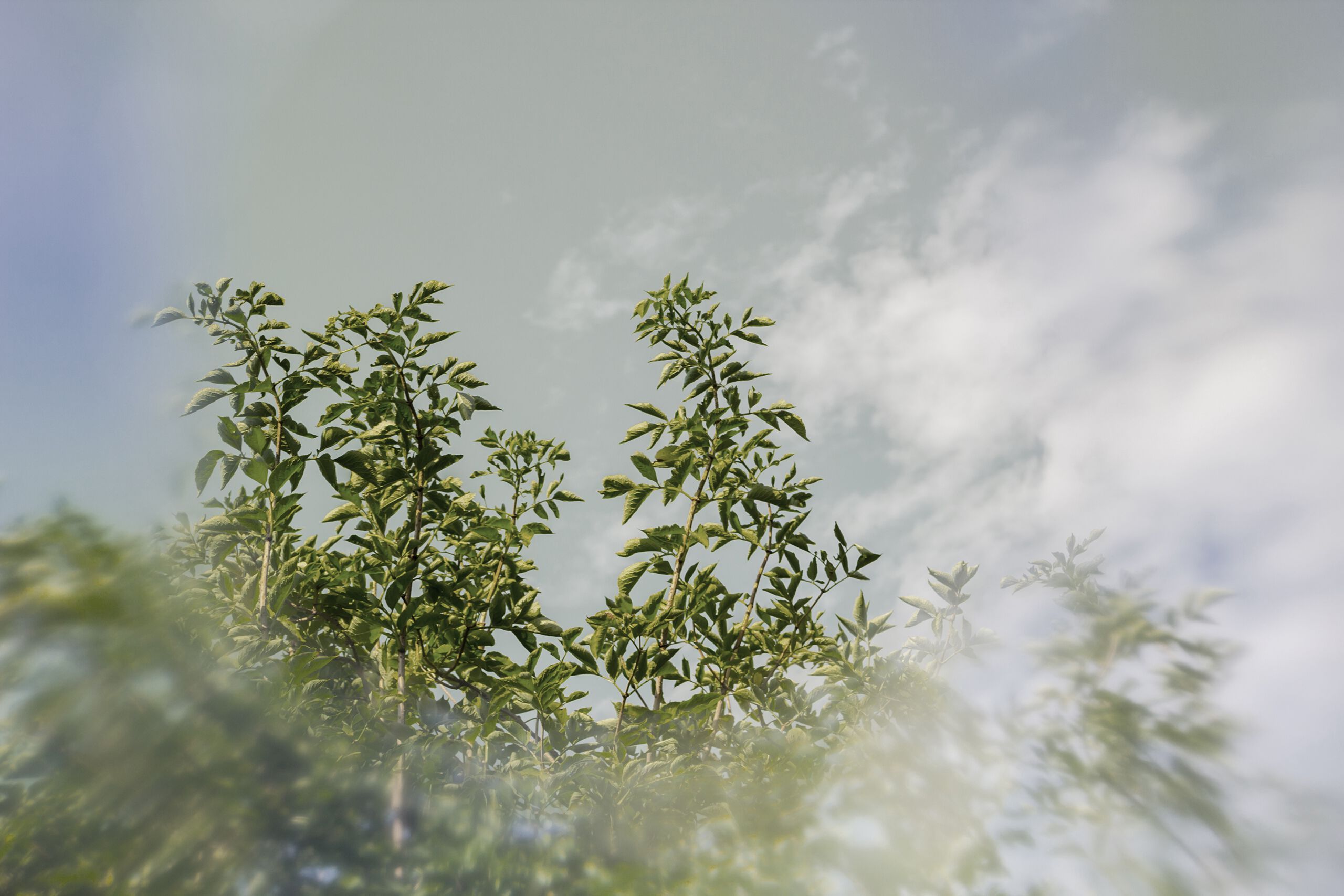 Обои с рисунком GLAMORA BAGLIORI E OMBRE ARCH-00019829 - Вид №7