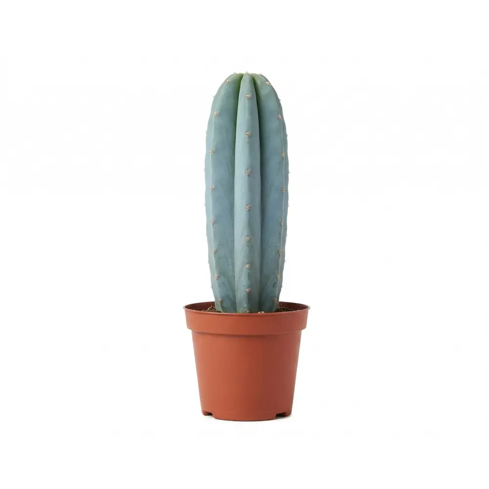 Кактус Колонновидный микс ø9 h15 см Santreyd STLM-2144000