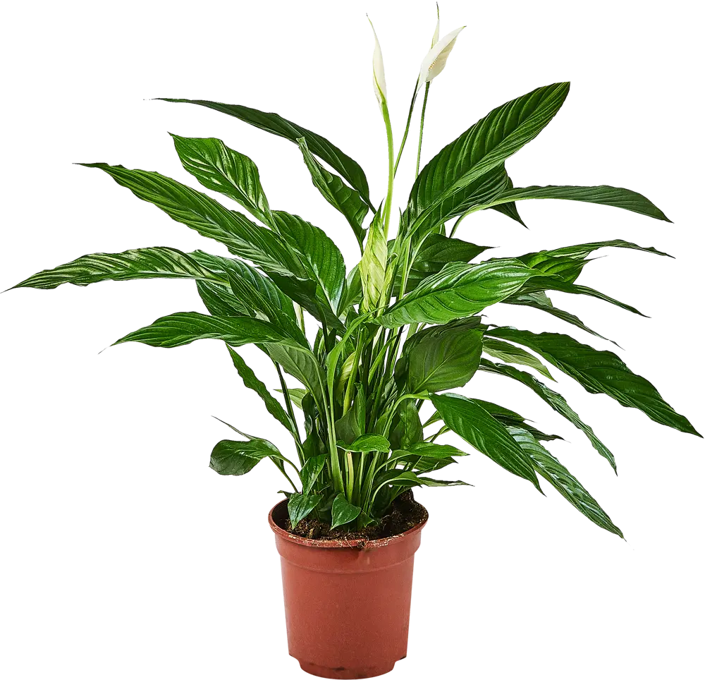 Santreyd Спатифиллум вариегатный — изысканное комнатное растение с белыми полосами 89356065