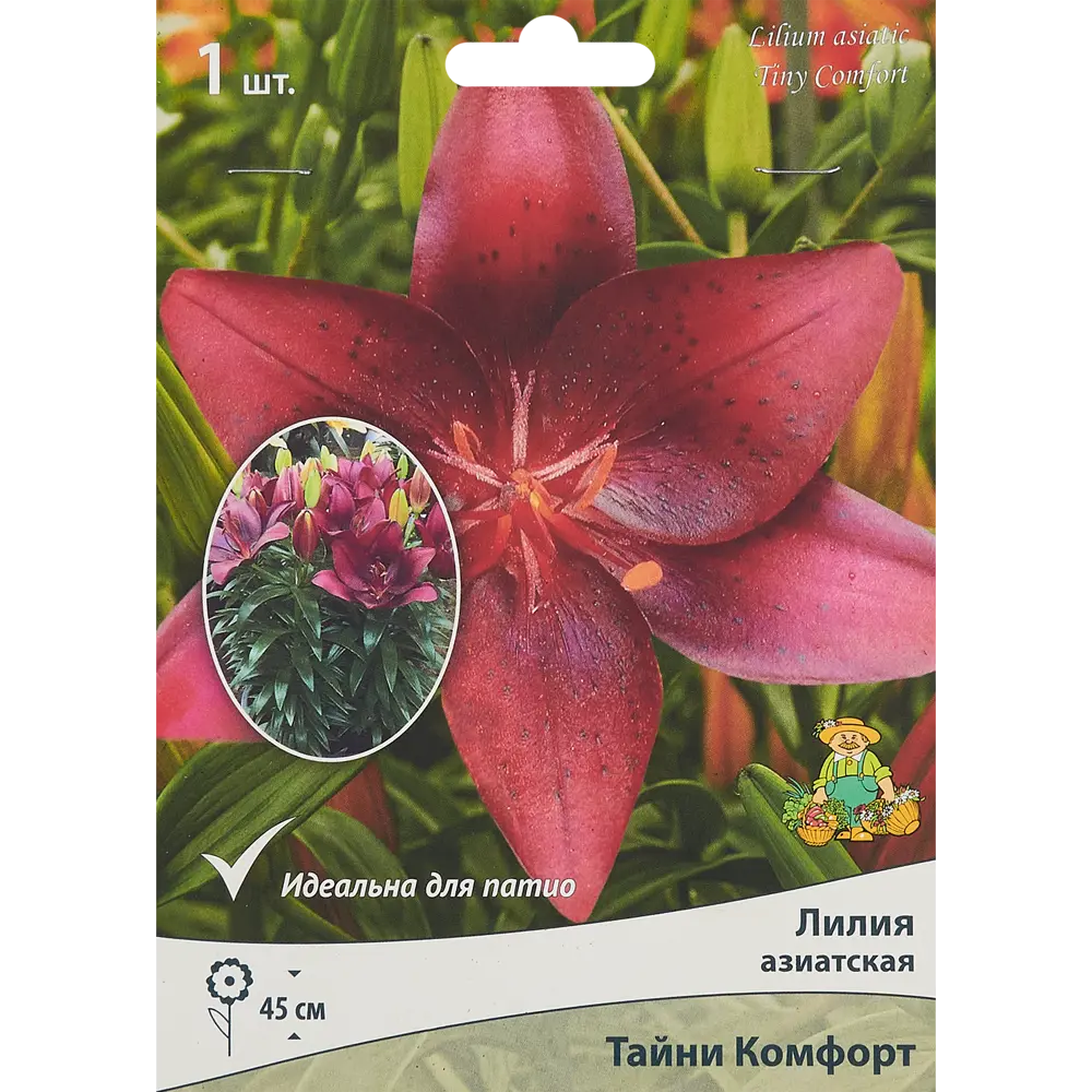 Лилия азиатская Тайни Комфорт ПОИСК STLM-2080704