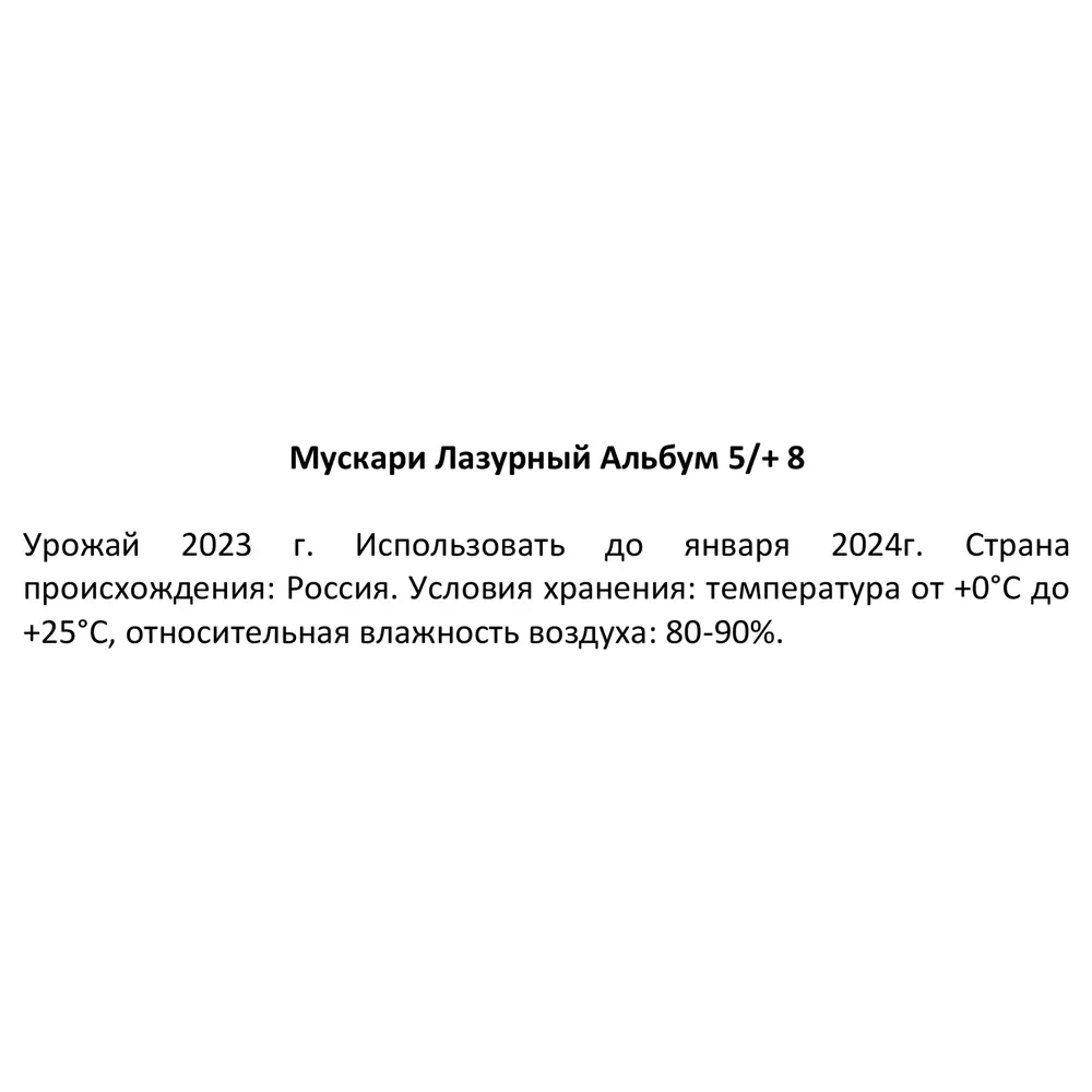 Мускари Альбум луковицы, 8 шт. - белые весенние цветы 88757587 Santreyd STLM-1580179 - Вид №2