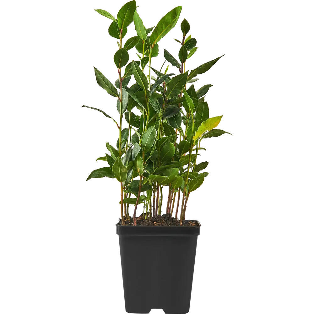 Santreyd Лавр — ароматное украшение интерьера и кухни 87819660 STLM-0075872