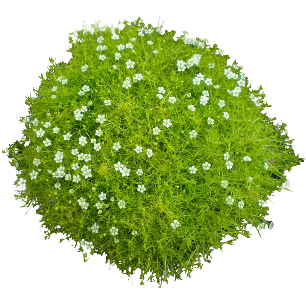 Мшанка шиловидная микс ø9 h30 см Santreyd STLM-2181692