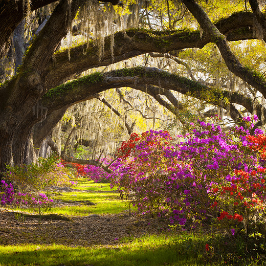 D2-065 Фотообои DIVINO Collection D 2.7х м D2065