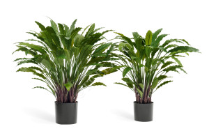 20.1010XL Калатея в горшке Цветочная коллекция