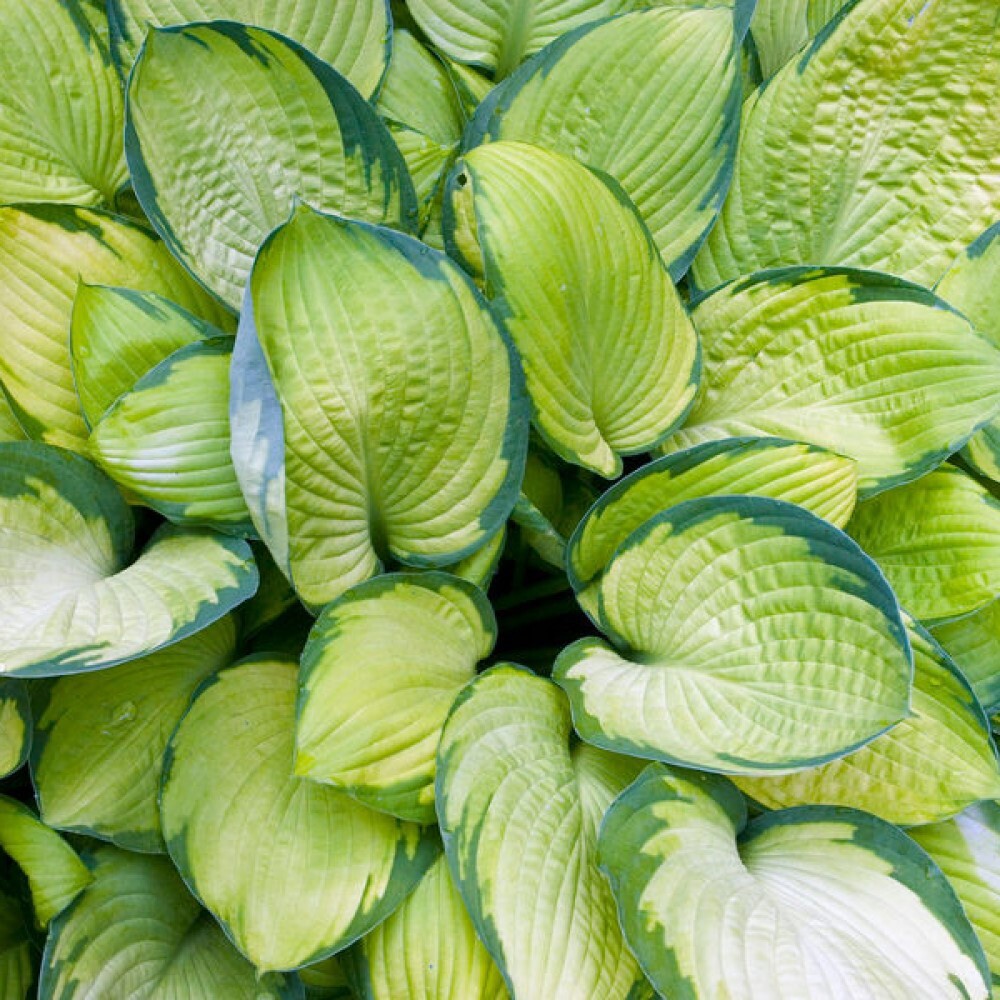 Хоста Голд Стандарт - декоративный многолетник для сада 87691029