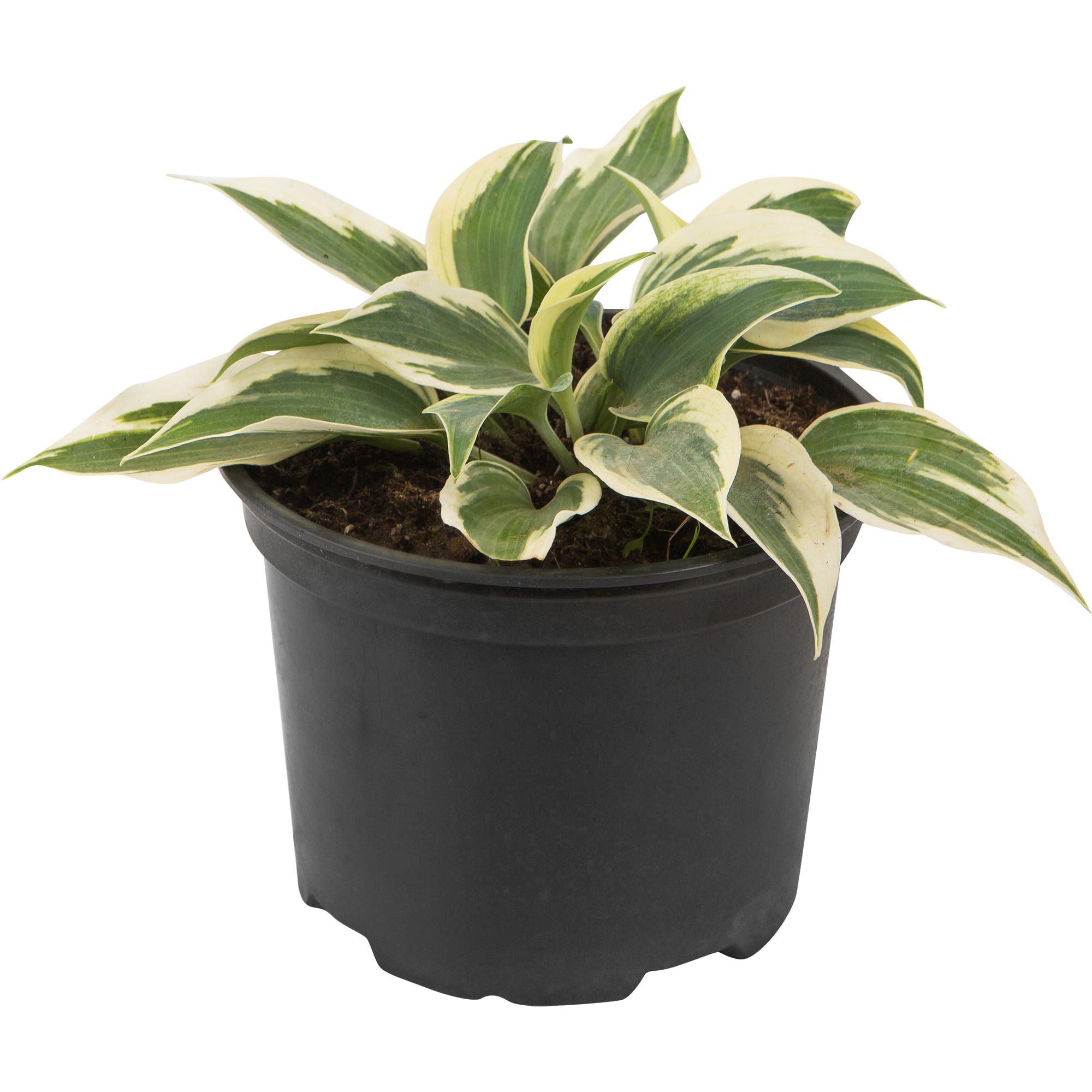 82585376 Хоста гибридная «Фирн Лайн» 17x20 см Santreyd 