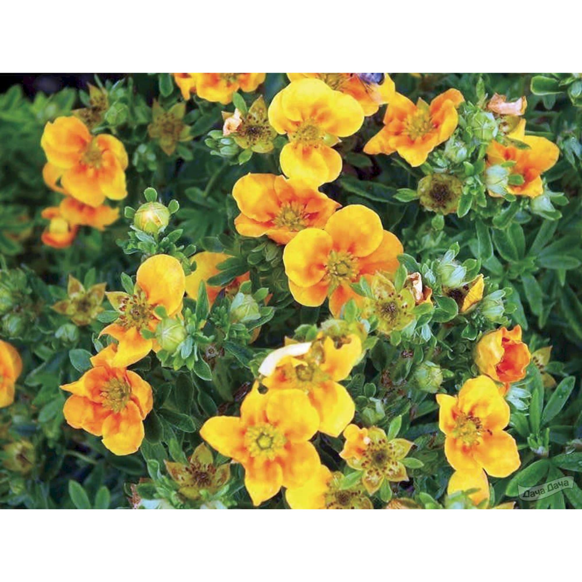 82176168 Лапчатка кустарниковая «Манго Танго» P9 Santreyd 