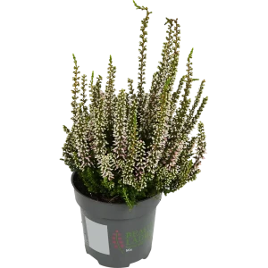 Вереск Бьюти ледис микс ø9 h20 см 82655494 STLM-2089548