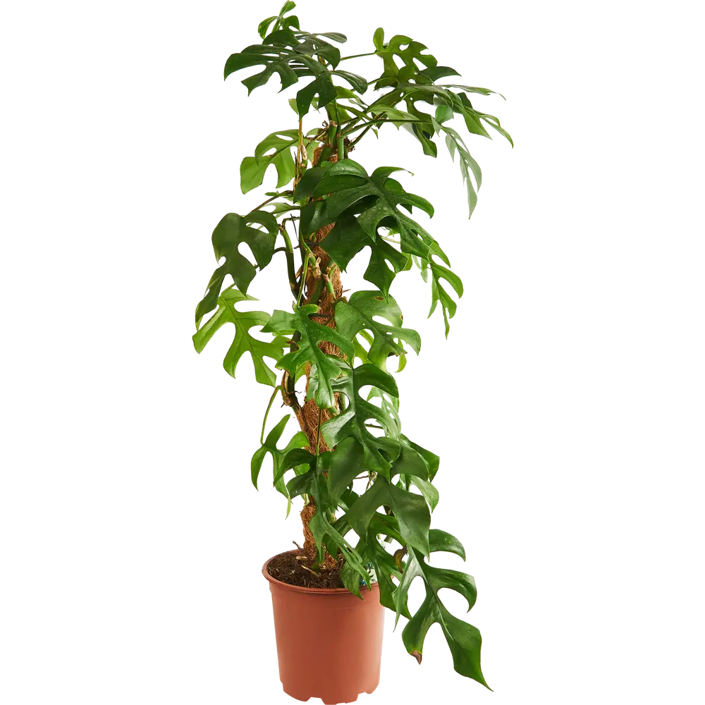 Santreyd Монстера Минима — тропическое растение с резными листьями на опоре 85324956 STLM-0061521 - Вид №1