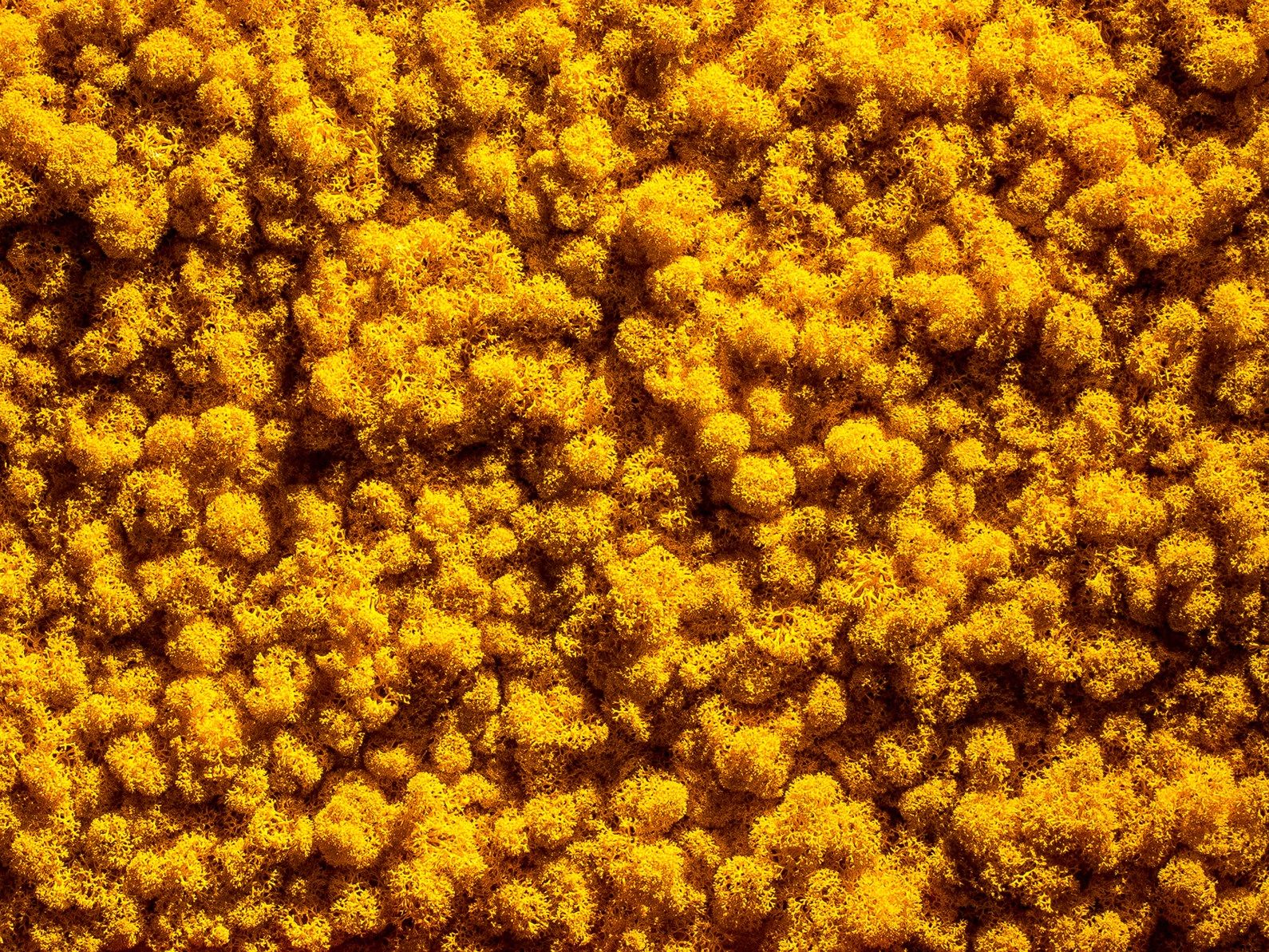 Растительная стена из мха Freund GmbH зеленый ARCH-00125792 - Вид №6