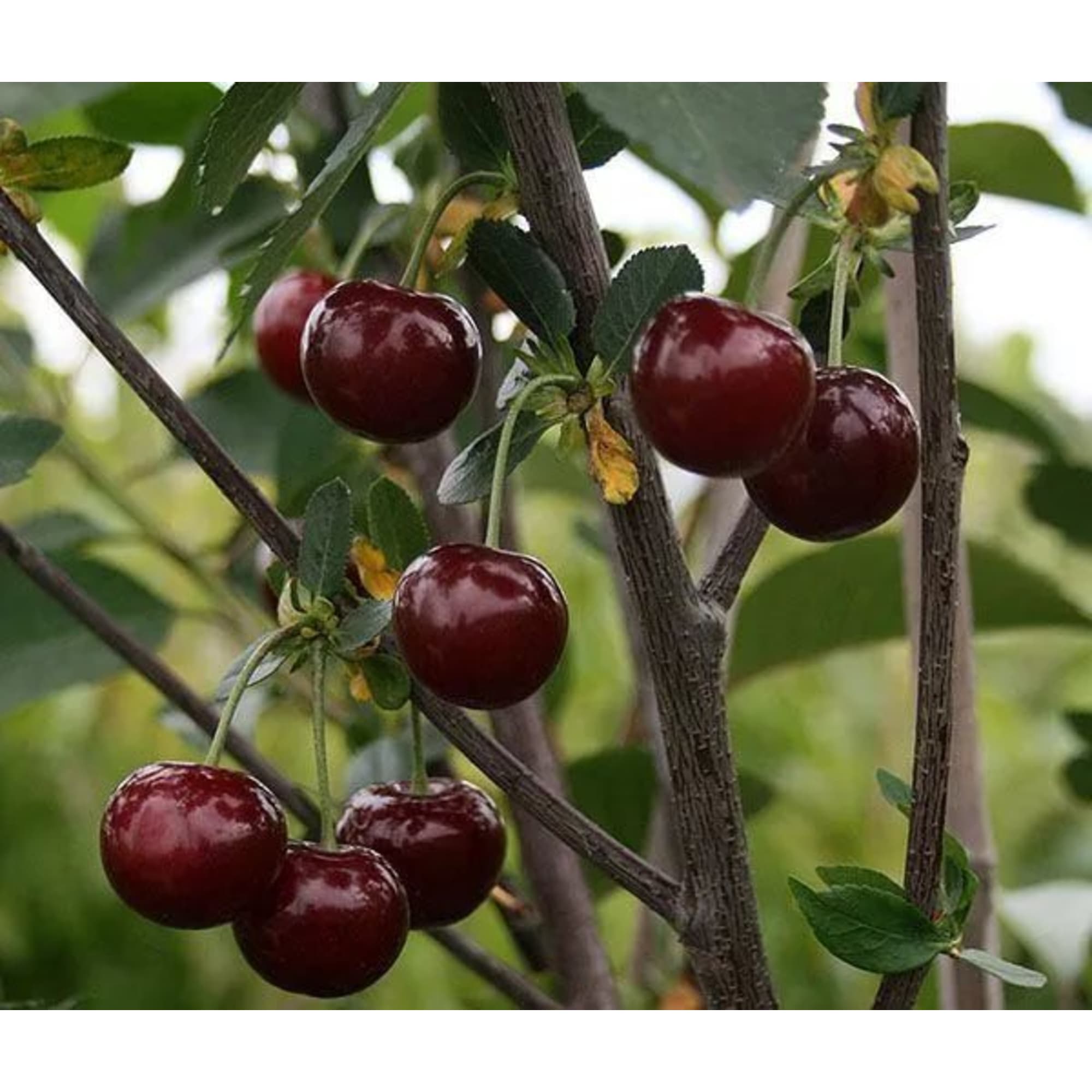 85607953 Вишня Быстринка ø22 h180 см Santreyd 