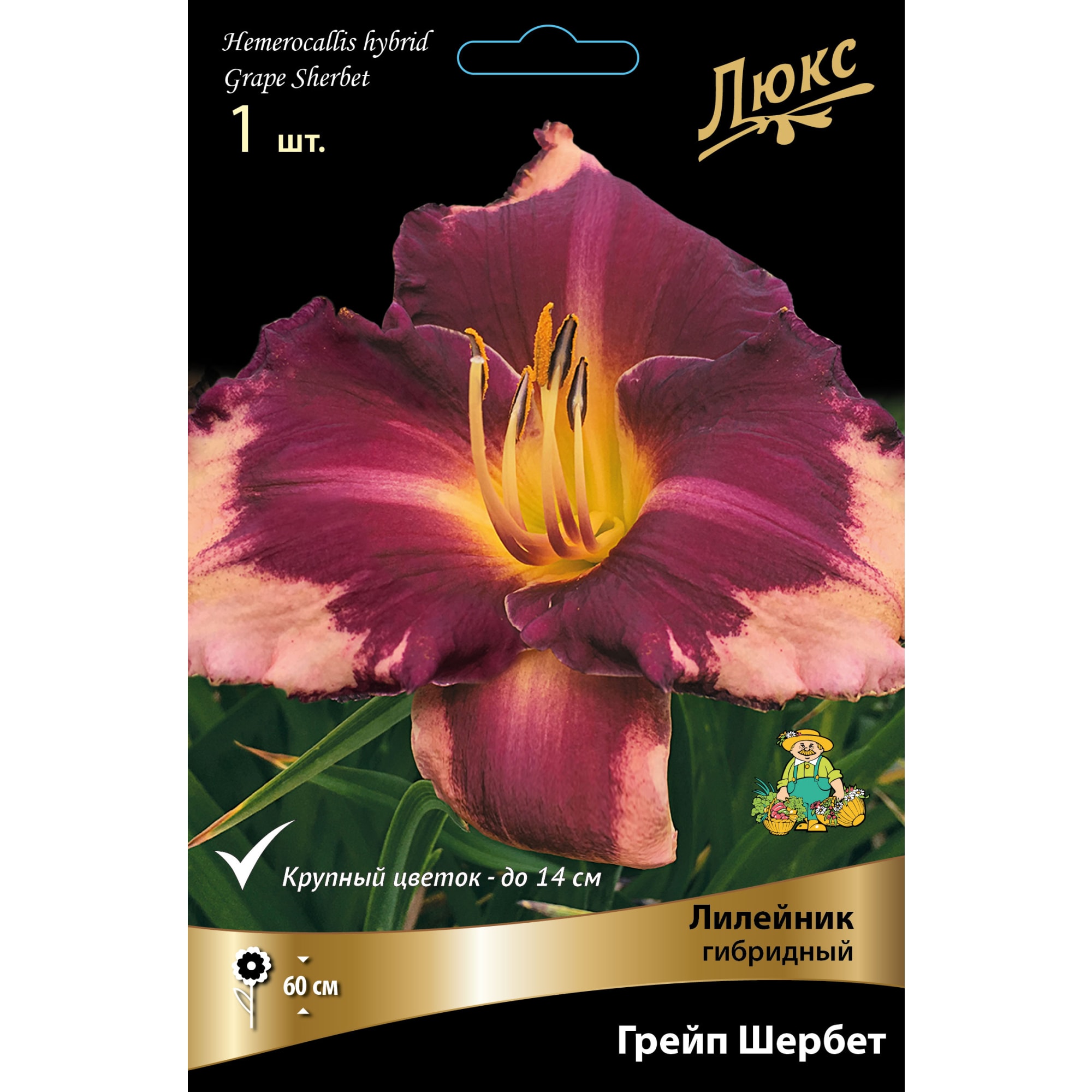 88294947 Лилейник гибридный Грейп шербет луковица I Santreyd 