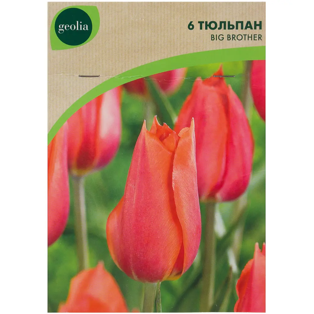 Тюльпан Big Brother GEOLIA 11/12 (6/36) 18658855 STLM-2131889  - Вид №1