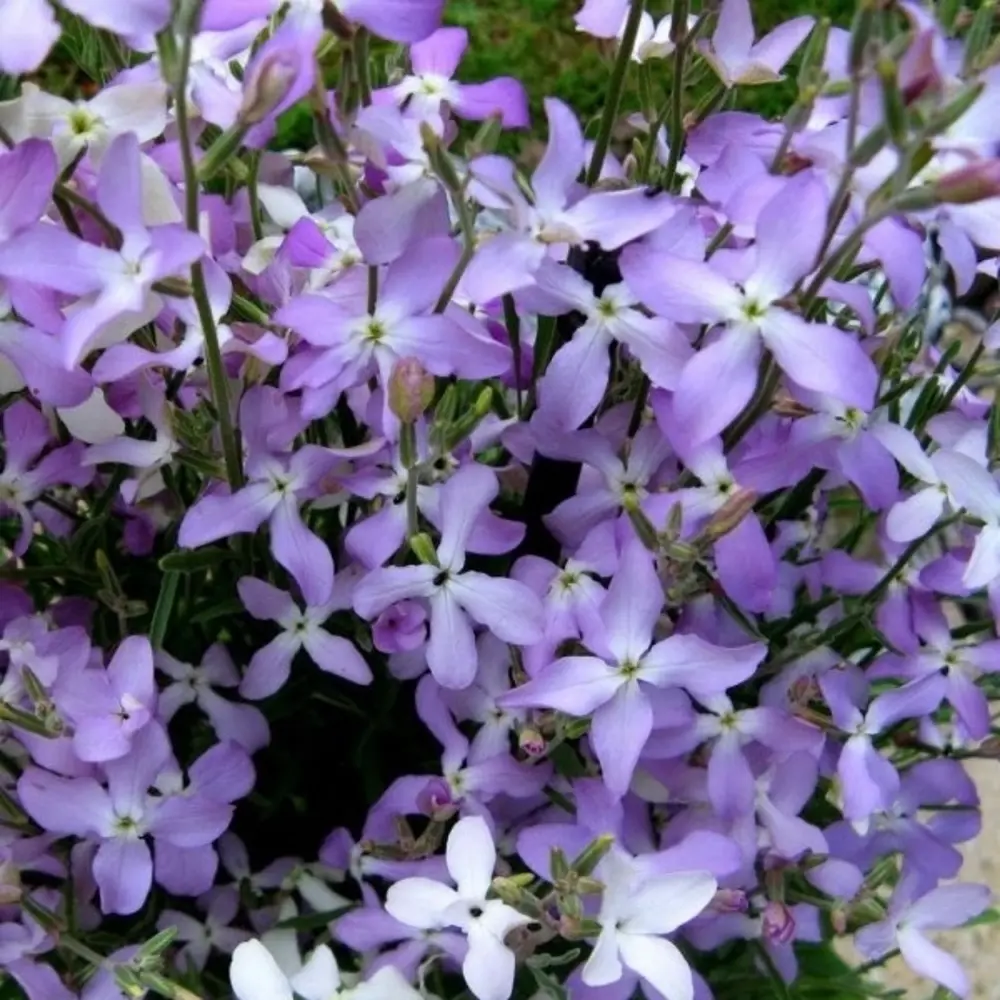 AGRONI Маттиола двурогая - ароматная смесь окрасок для сада 17250954 STLM-0954319