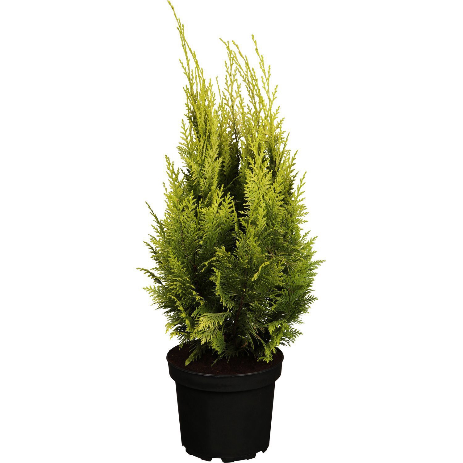 Кипарисовик Лавсона Ивонна Santreyd - золотистый хвойный акцент для сада 87718616 STLM-0075308