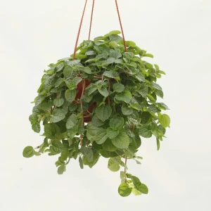 Santreyd Пилея монетолистная — живой ковер из изумрудных листьев в кашпо 89338377